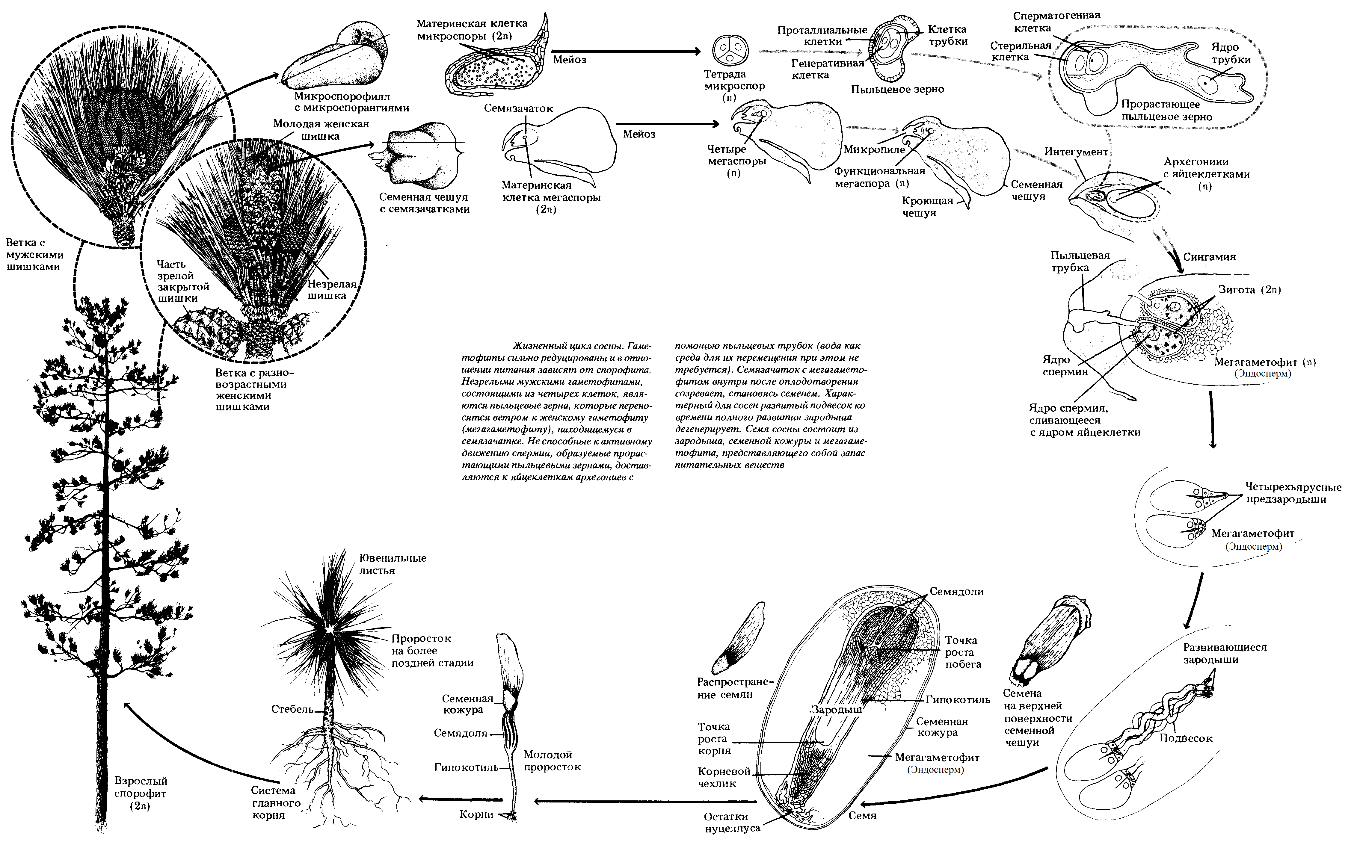 Хвойные егэ. Жизненный цикл голосеменных растений схема. Жизненный цикл голосеменных ЕГЭ. Жизненный цикл сосны обыкновенной ЕГЭ. Цикл жизни голосеменных растений схема.