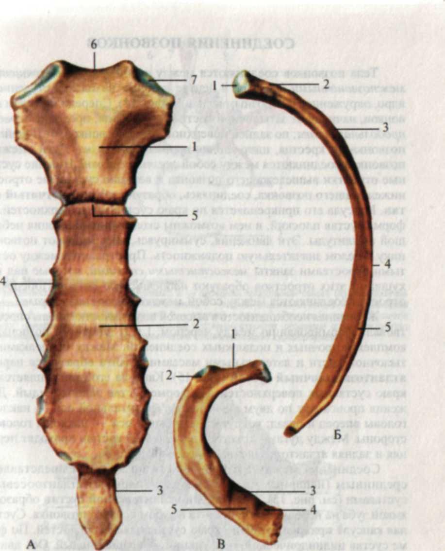Верхний край ребра. Рукоятка грудины мечевидный отросток. Ребра и Грудина анатомия. Анатомия человека ребра и Грудина. Ребра и Грудина анатомия строение.