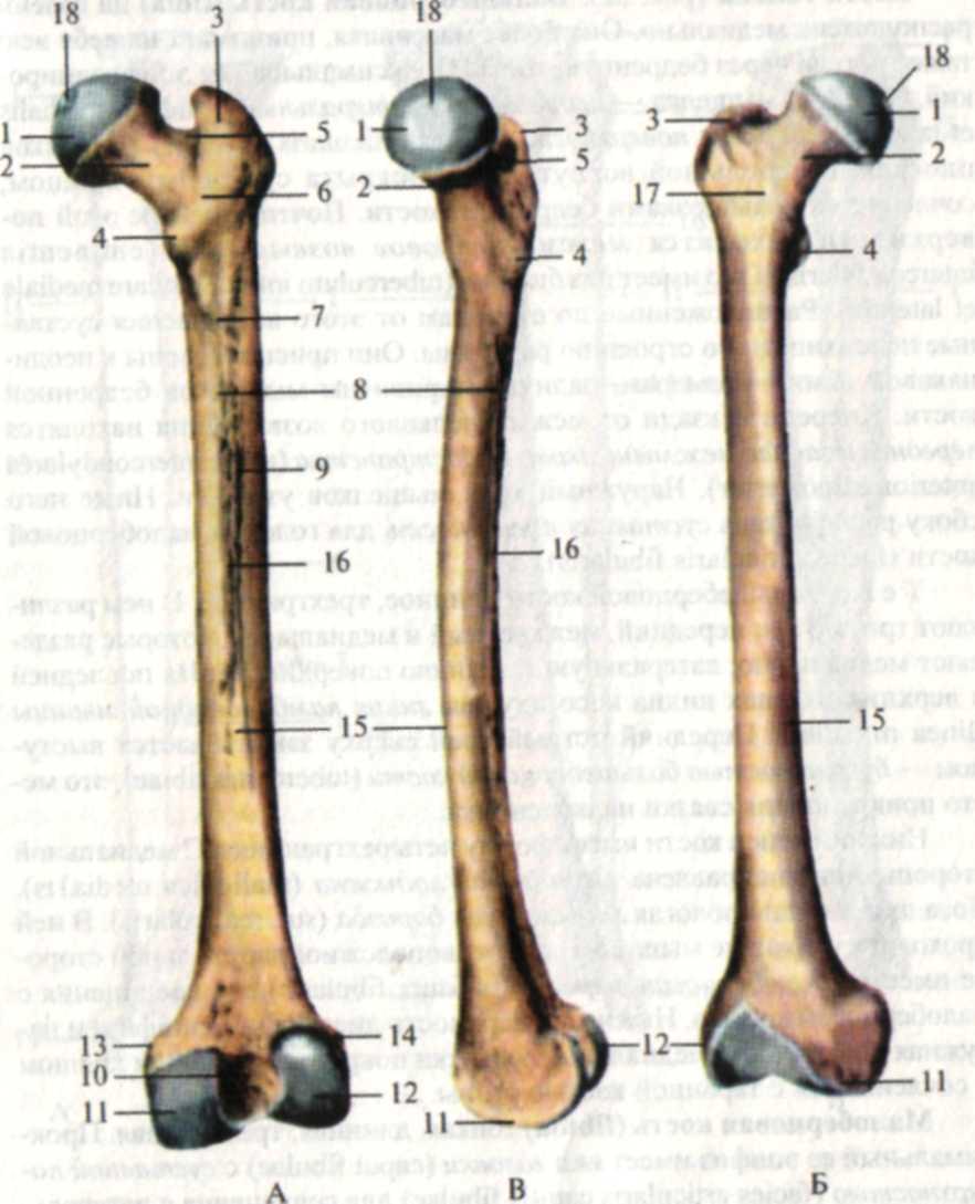 Сколько костей в бедре. Шейка бедренной кости анатомия. Бедренная кость анатомия строение. Хирургическая шейка бедренной кости анатомия. Бедренная кость анатомия Синельников.