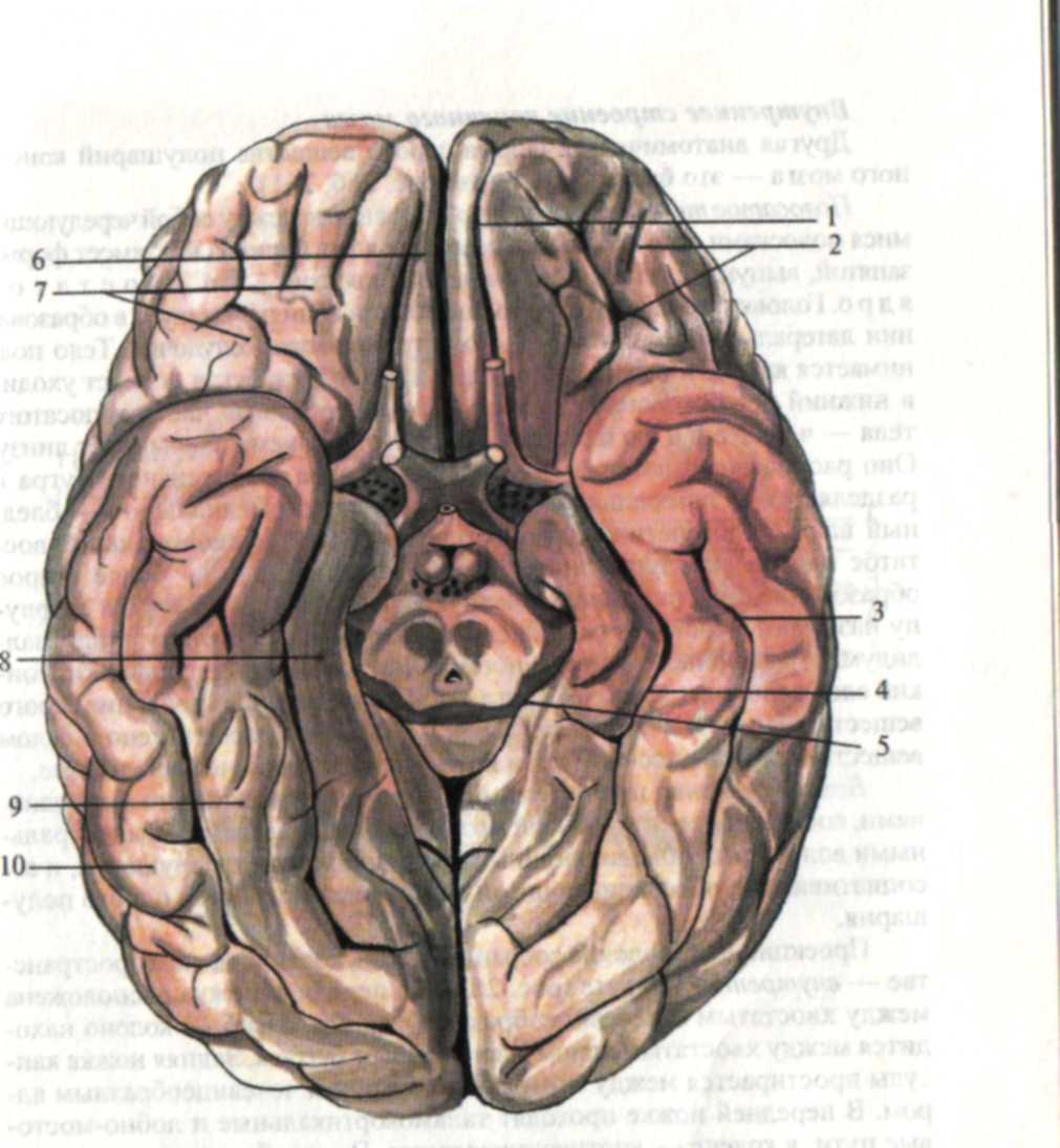 Извилины брюс. Коллатеральная борозда головного мозга. Борозды ВЕРХНЕЛАТЕРАЛЬНОЙ поверхности головного мозга. Извилины головном мозге анатомия нижняя поверхность. Борозды и извилины нижней поверхности полушария большого мозга.