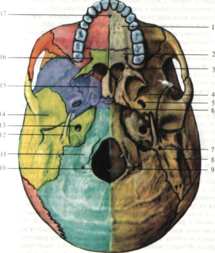 Мозговое основание черепа. Наружное основание черепа анатомия. Хоаны наружное основание черепа. Наружное основание черепа анатомия без подписей. Хоана анатомия череп.