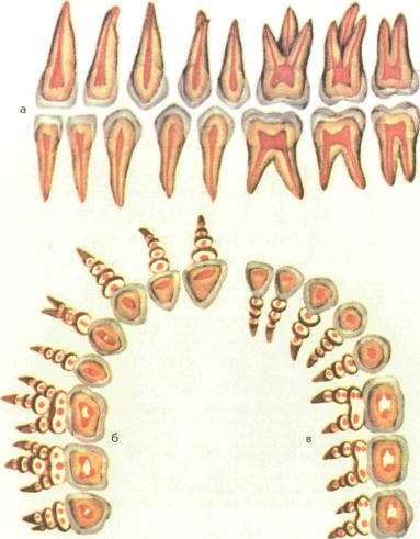 Сколько каналов в 16. Анатомия зубов верхней челюсти каналы. Топография каналов зубов верхней и нижней челюсти. Анатомия корневых каналов зубов верхней и нижней челюсти.