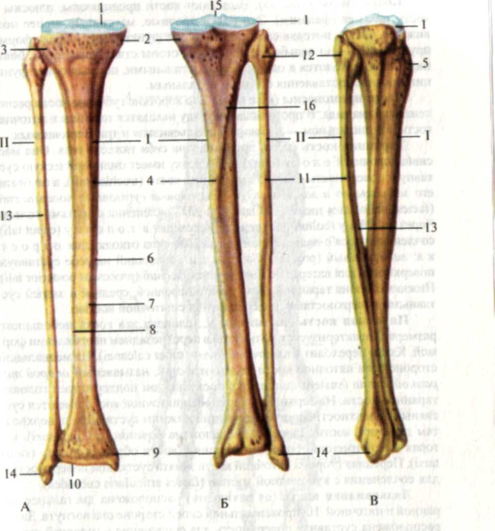 Большая берцовая кость кость анатомия
