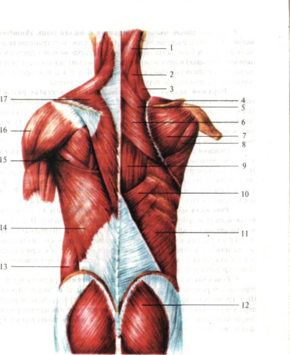 Поясница какие мышцы. Атлас Синельников мышцы спины. Мышцы спины послойное расположение. Пояснично спинная фасция. Анатомия спины кости мышцы связки.