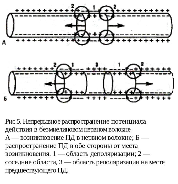 Распространение пд. Механизм распространения нервного импульса по миелиновым волокнам. Распространение потенциала действия по мышечному волокну. Механизм распространения Пд по миелиновому волокну. Механизм распространения потенциала действия нервного волокна.