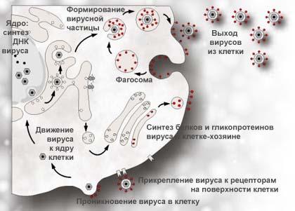 Вирус простого герпеса лабораторная диагностика