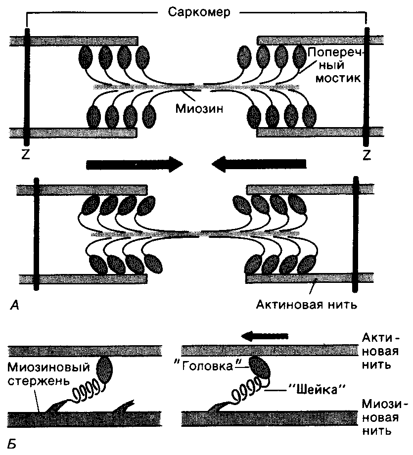 Движение нитей. Механизм скольжения актина и миозина. Механизм мышечного сокращения физиология. Скольжение нитей актина и миозина. Скольжение нитей актина вдоль миозина.