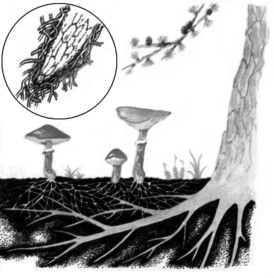 Плесневые грибы образуют микоризу. Микоризы рисунок карандашом лёгкий. Ф.М Каменский (1851–1912) микориза. Микориза картинка грибы пожимают руки корням.