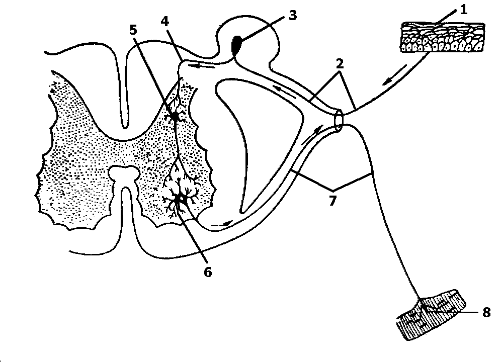 Рефлекторная дуга гистология рисунок