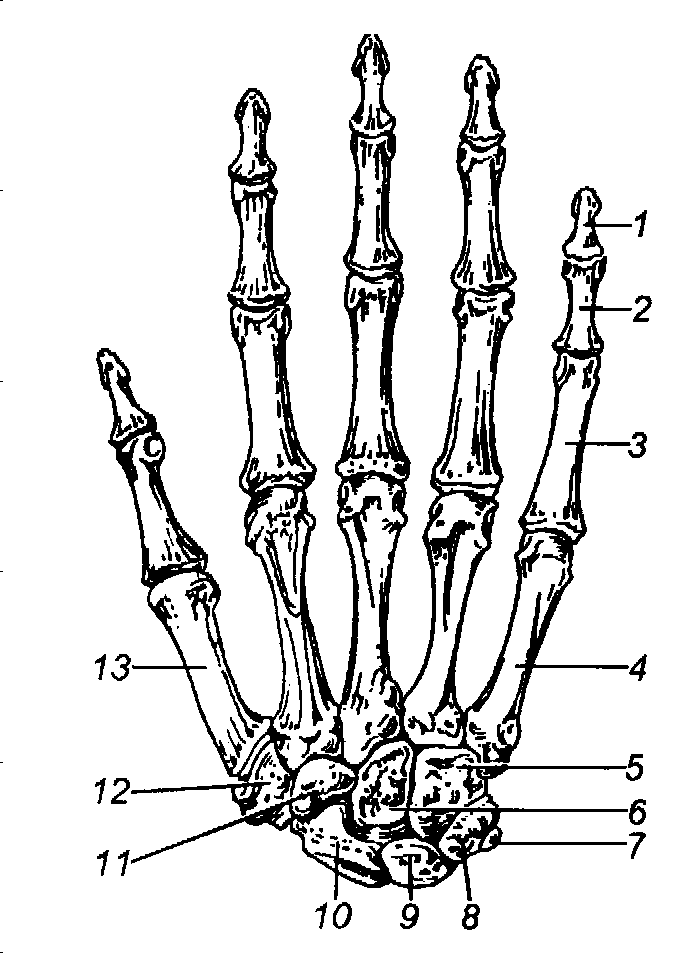 Скелет пальцев человека. Строение костей кисти вид спереди. Скелет кисти ладонная поверхность. Строение кисти руки вид сбоку. Кости кисти правой руки анатомия.