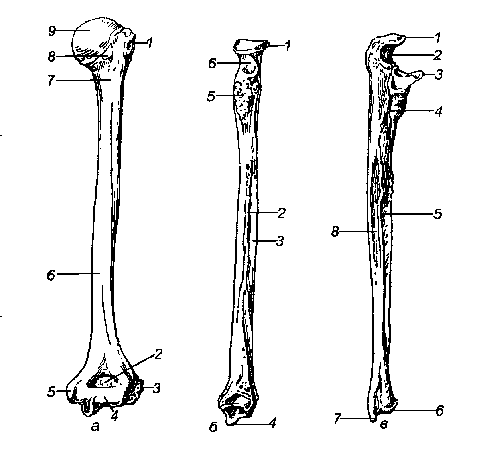 Лекція 5