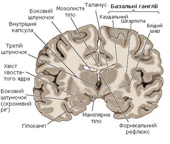 [Ред.] Структурні частини мозку