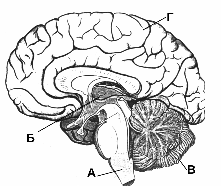 Отделы головного мозга человека ЕГЭ. Отделы головного мозга схема ЕГЭ. Отделы головного мозга ЕГЭ биология. Строение головного мозга человека ЕГЭ. Мозг биология огэ