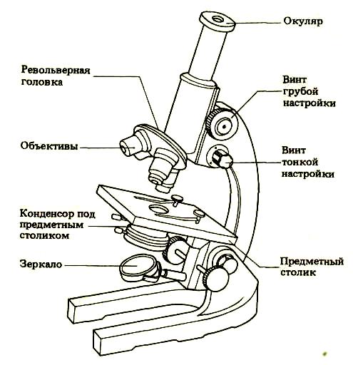 Микроскоп Строение И Описание 5 Класс