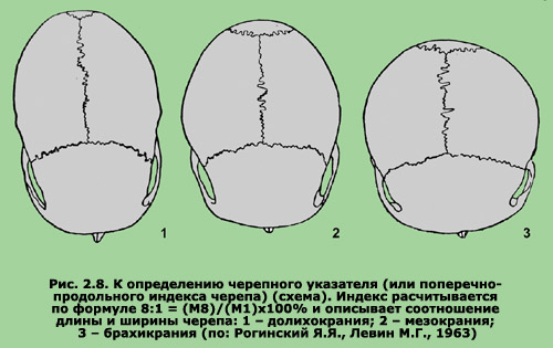 1.1. Антропометричні ознаки