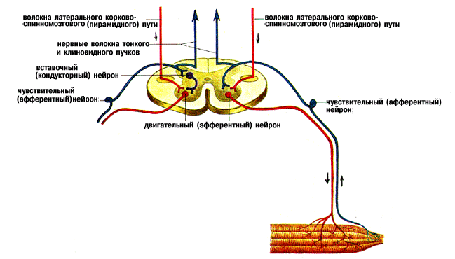Зарисуйте и подпишите схему рефлекторной дуги состоящей из трех нейронов