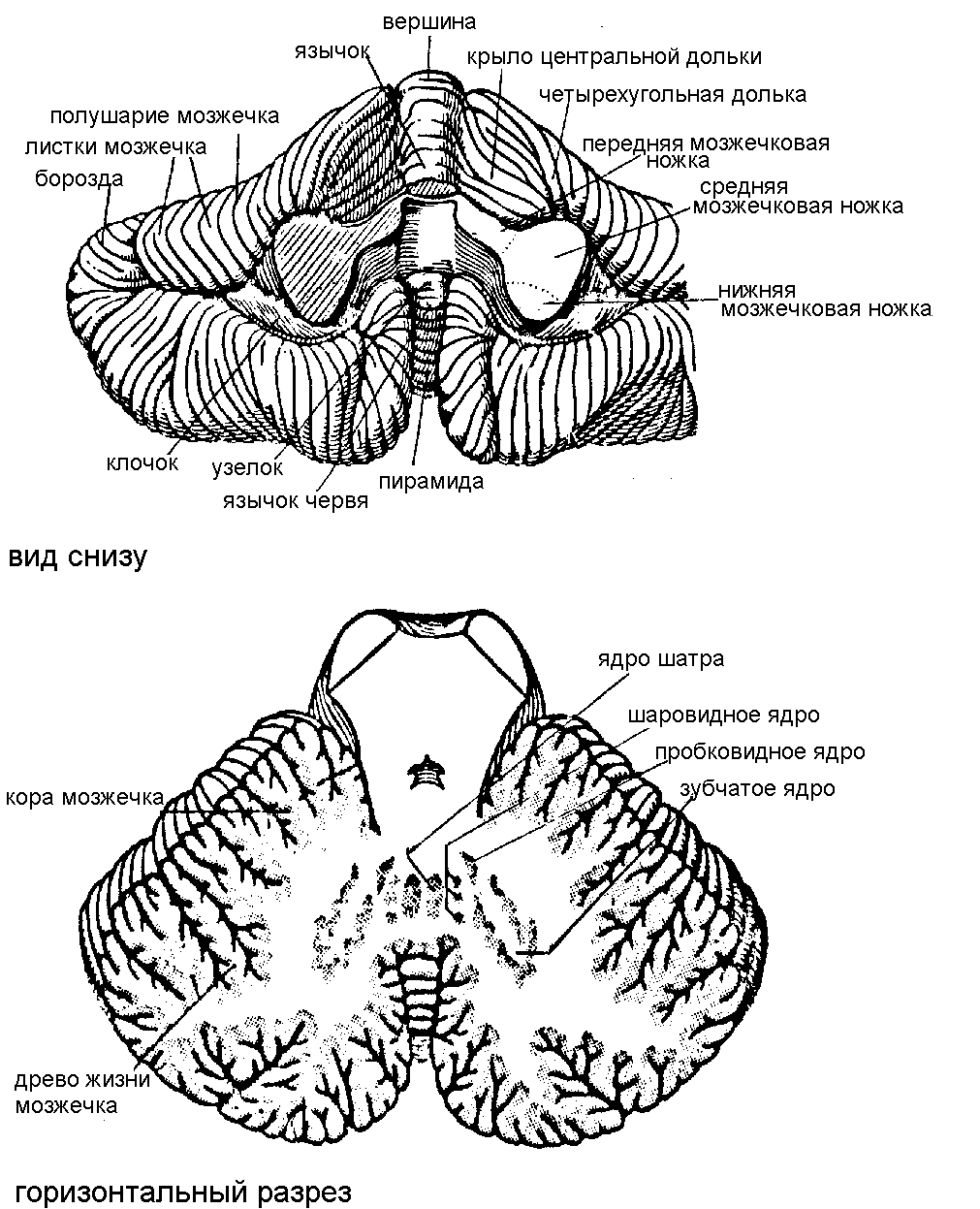 Общий план строения мозжечка