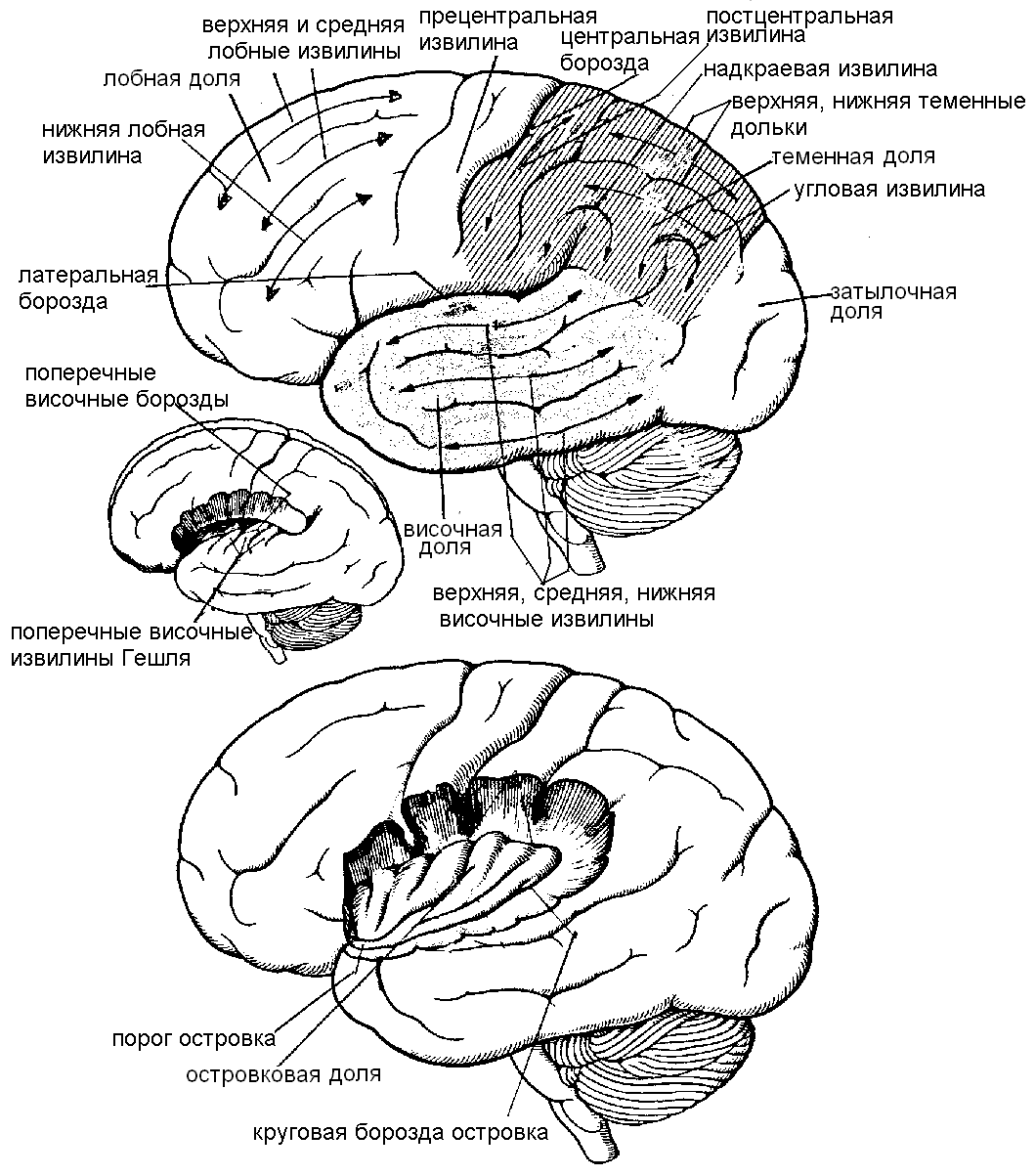 Теменная зона коры мозга
