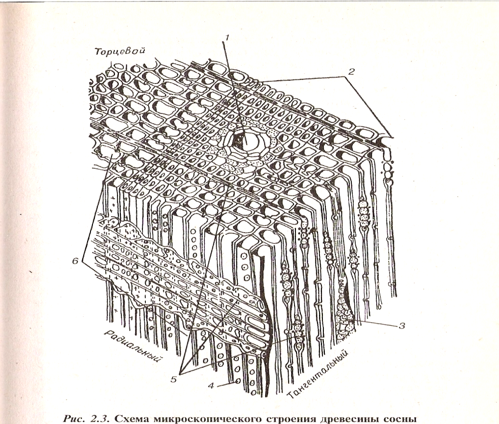 Структура хвойного. Схема микроскопического строения древесины. Схема микроскопического строения древесины сосны. Микроскопическое строение древесины хвойных пород. Микростроение древесины хвойных пород.