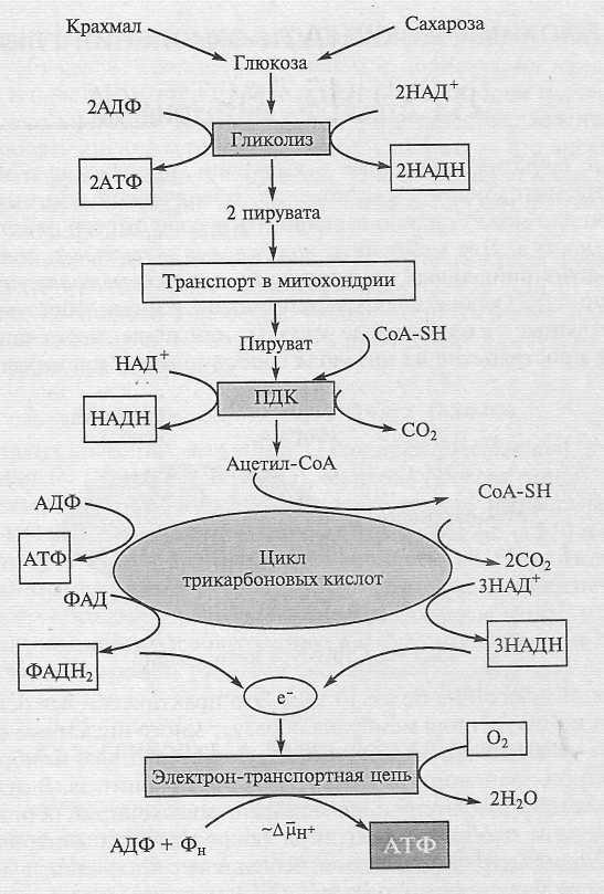 Образуется 2 атф в гликолизе. Общая схема дыхания растений гликолиз. Гликолиз Глюкозы схема. Гликолиз крахмала схема. Схема регуляции катаболизма Глюкозы.