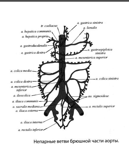Брюшная аорта ветви