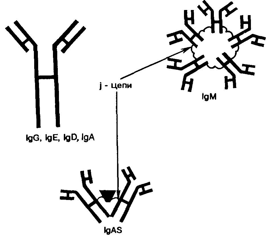 Группа иммуноглобулинов. Иммуноглобулин а 4.33. LGA иммуноглобулин. Иммуноглобулин g схема действия. Иммуноглобулин g препарат.