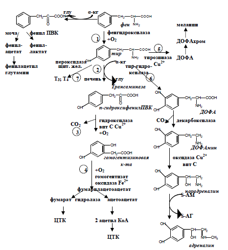 Схема метаболизма фенилаланина