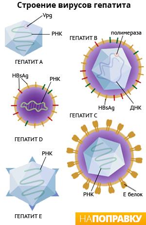 Строение вирусной частицы гепатита в thumbnail