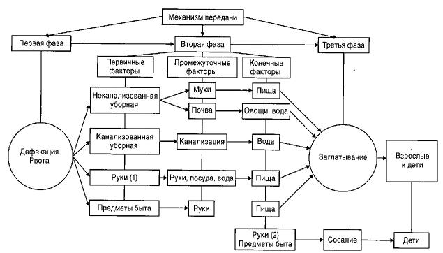 Схема передачи кишечной инфекции