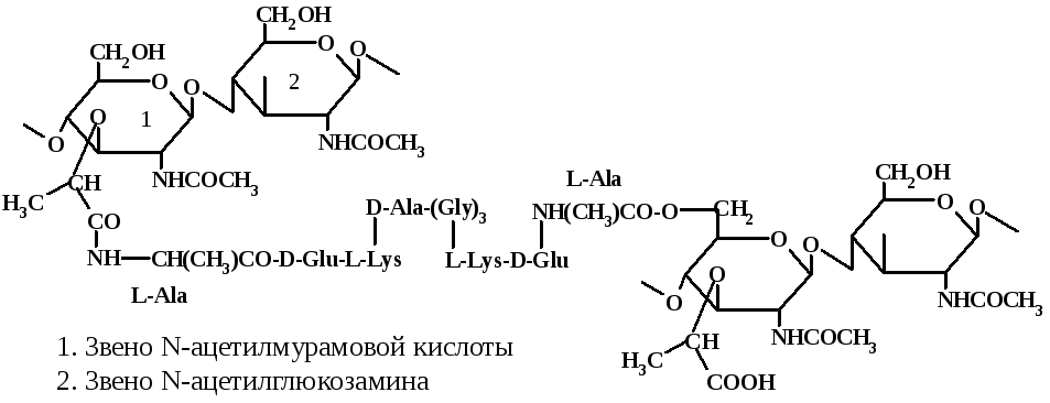 Ала глу. N-ацетилмурамовая кислота строение. N-ацетилмурамовая кислота и лизоцим. N ацетилмурамовая кислота ацетилглюкозамин. Ацетил глюкозамин.