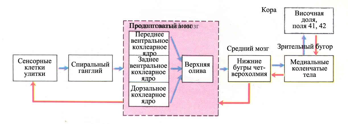 Зрительный анализатор тест 8 класс