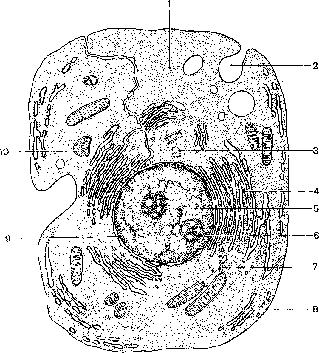 Пиноцитозный пузырек. Строение эукариотической клетки рисунок. Строение клетки инвагинация цитолеммы. Цитолемма животной клетки. Цитолемма цитоплазма ядро.