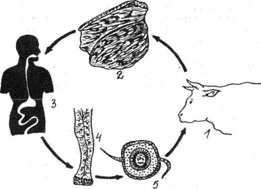 Жизненный цикл бычьего цепня схема
