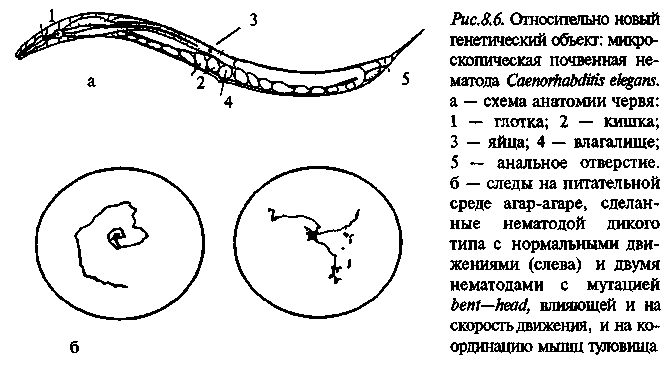 Нематоды огурцов