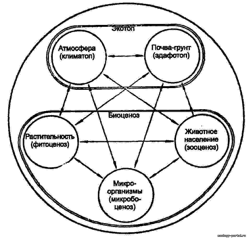 Искусственная биологическая система. Схема взаимодействия компонентов биогеоценоза. Схему взаимосвязей компонентов экосистемы. Структура биогеоценоза и схема взаимодействия между компонентами. Структура биоценоза схема.
