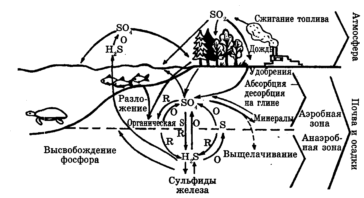 Схема круговорота серы в природе впр