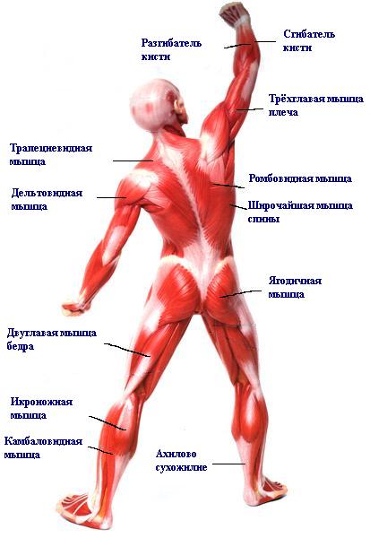 Мышечный скелет с названием мышц