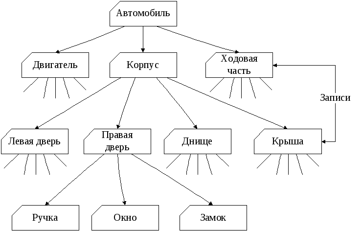 Иерархическая схема классификации плодов