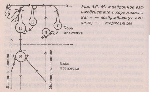 Нейронная схема либидо: как мозг регулирует сексуальное поведение