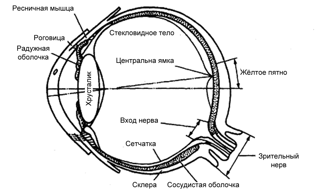 Роговица зрительная зона коры мозга стекловидное тело. Глазной анализатор строение рисунок. Схема строения зрительного анализатора человека. Схема строения зрительного анализатора 8 класс. Схема анализатора зрения.