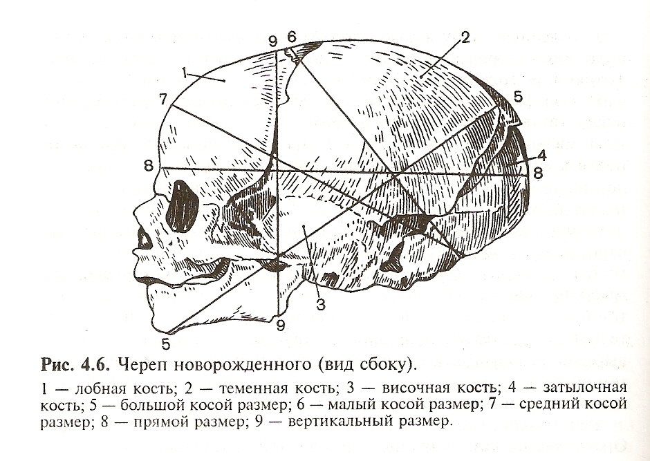 Окружность головы доношенного. Размеры головки плода в акушерстве. Размеры черепа новорожденного. Размеры головы плода Акушерство. Размеры черепа новорожденного Акушерство.