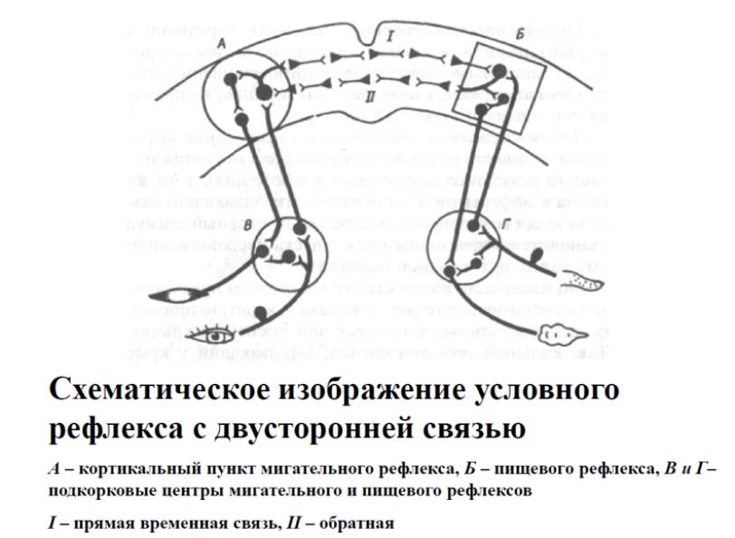 Формирование ориентировочных рефлексов