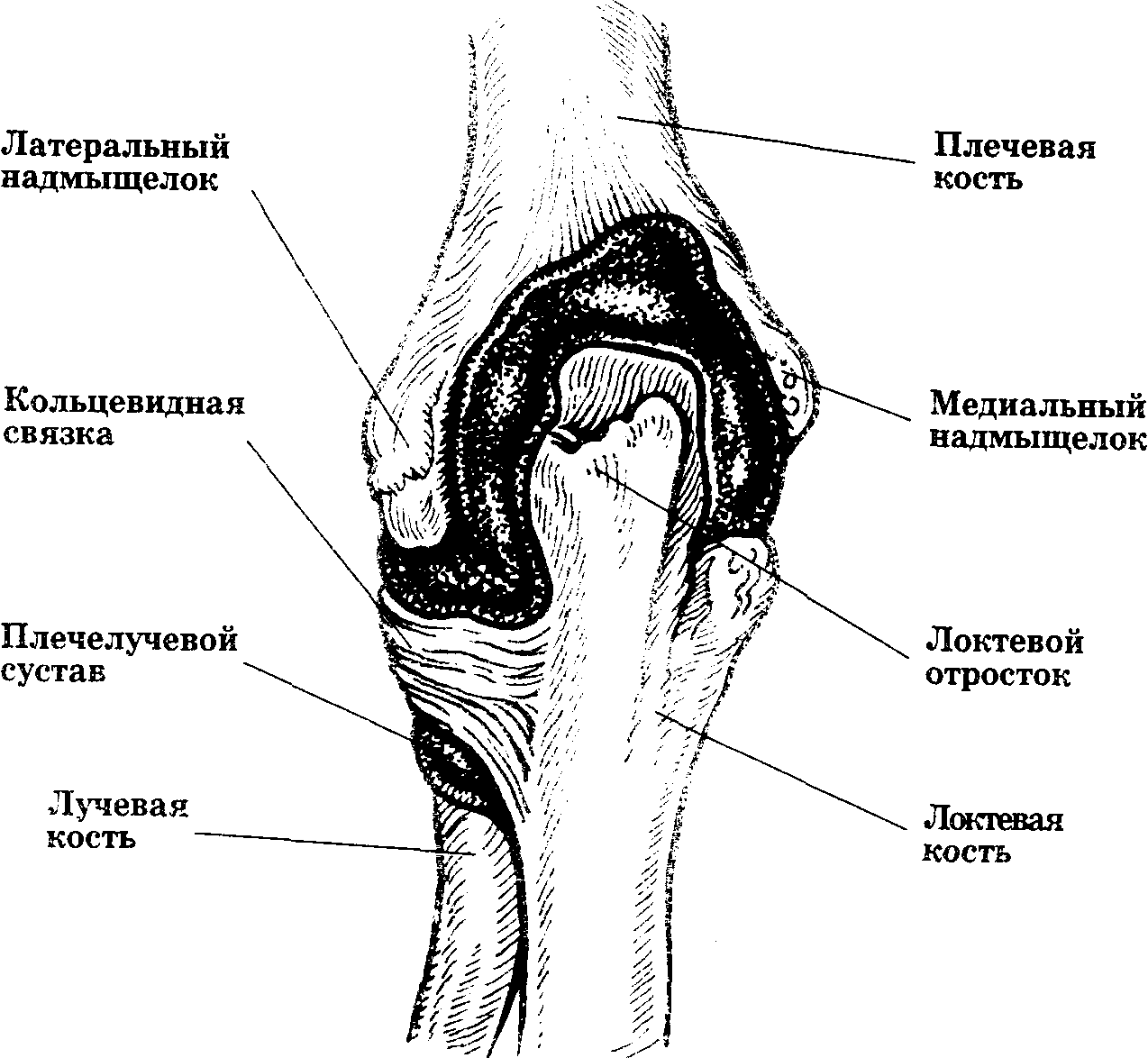 Плечевая кость локтевой сустав
