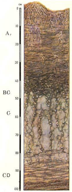 Болотные торфяно глеевые. Почвенный профиль аллювиальных почв. Профиль аллювиально Луговой почвы. Торфяно-глеевые почвы профиль. Аллювиальные болотные почвы профиль.