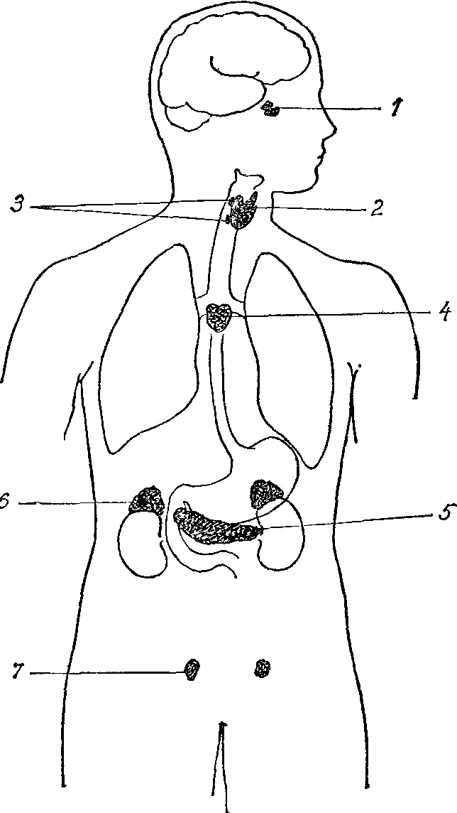 Рисунки эндокринных желез