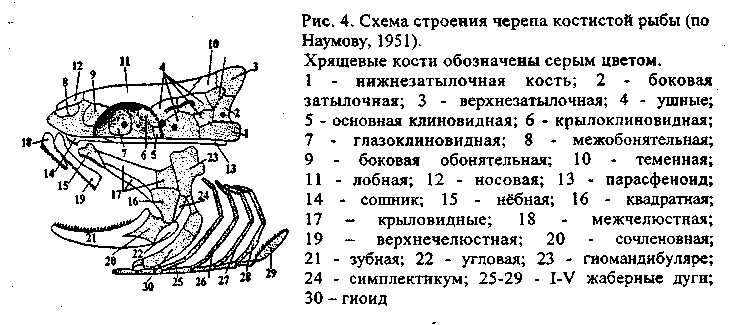 21. Основные направления эволюционного преобразования черепа позвоночных.