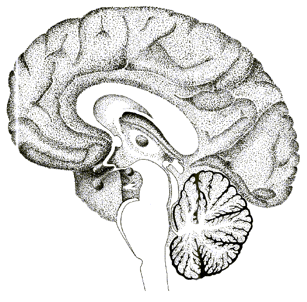 Рассмотрите рисунок с изображением мозга человека