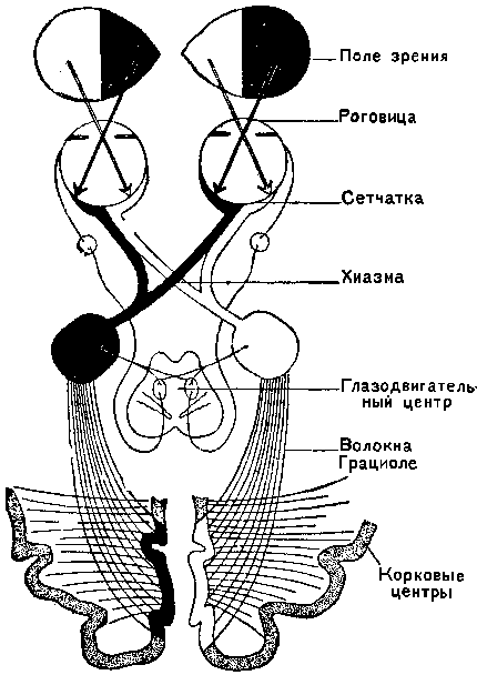 Зрительный перекрест рисунок