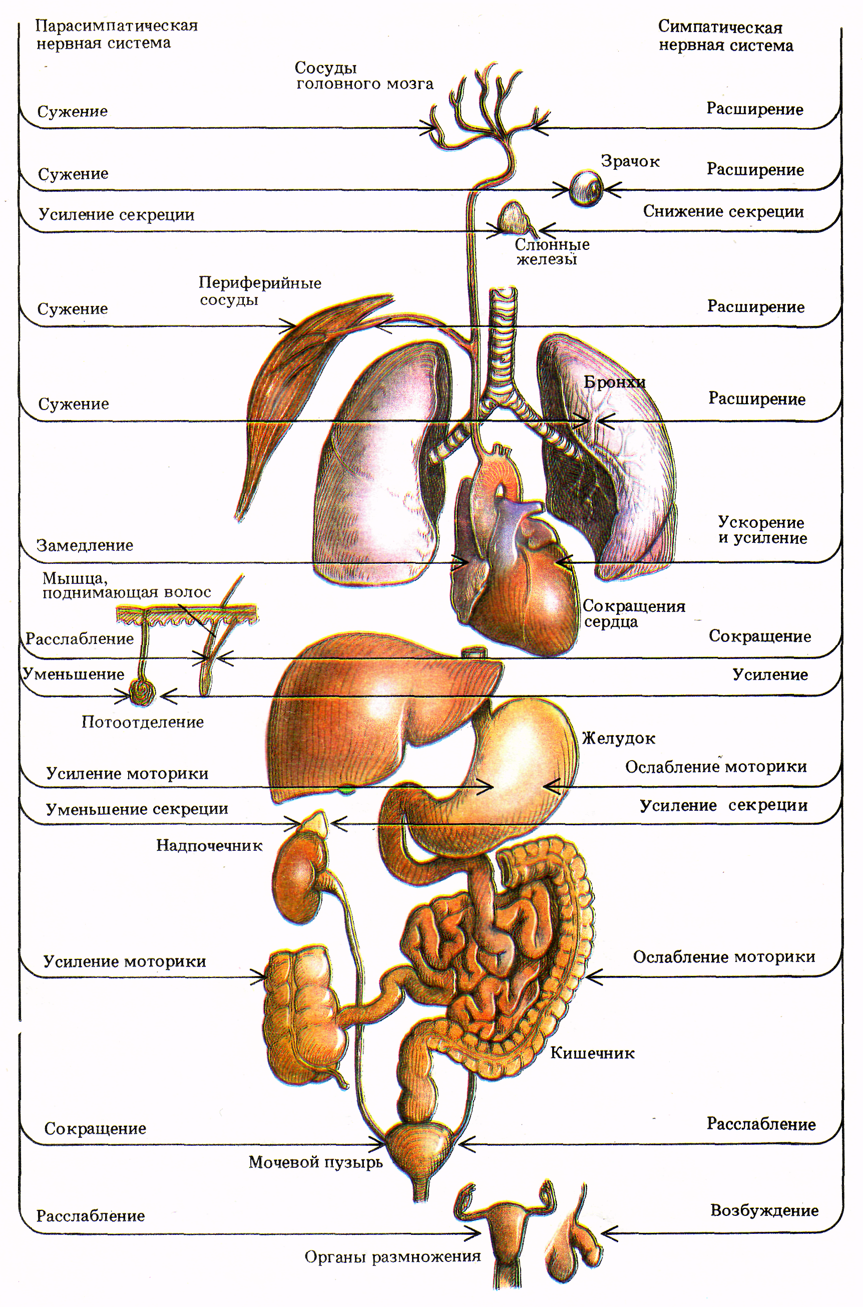 Схема человеческих органов