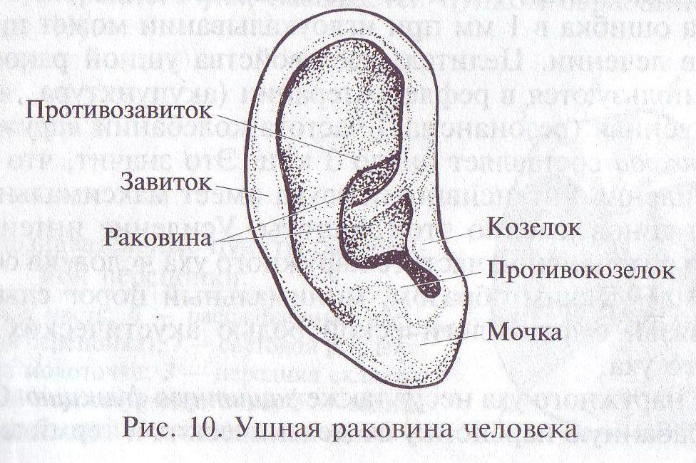 Что такое ушная раковина. Завиток ушной раковины анатомия. Противокозелок уха анатомия. Козелок ушной раковины анатомия. Завиток ушной раковины противозавиток ушной раковины козелок.